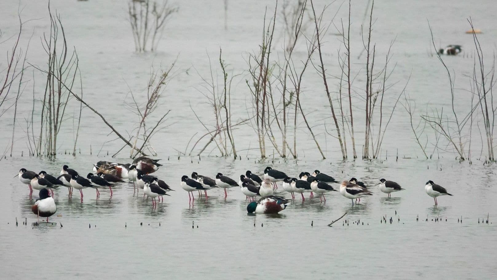 Lago de Texcoco Revive: Regresan 230 Mil Aves Migratorias y Especies Desaparecidas