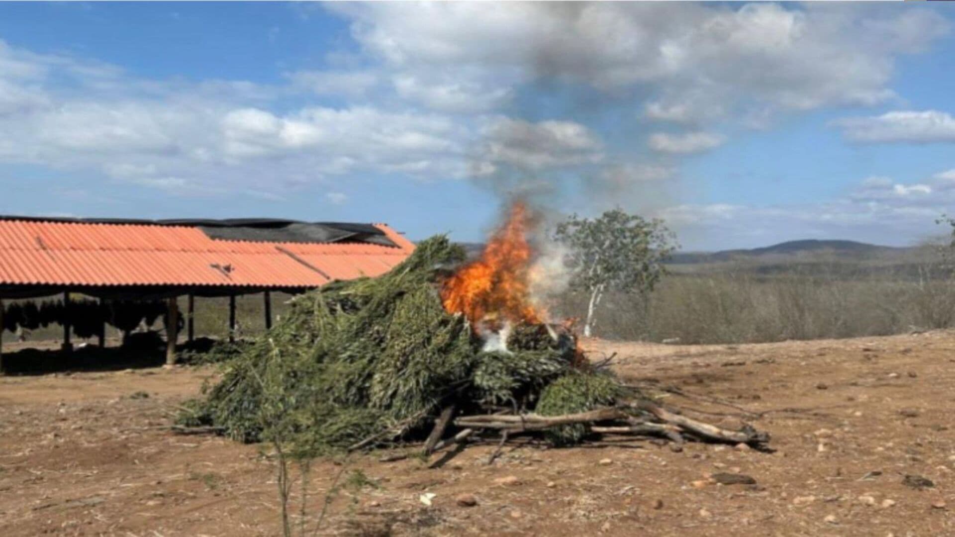 Destruyen Sembradíos y Secadero de Marihuana en Badiraguato y Elota en Sinaloa