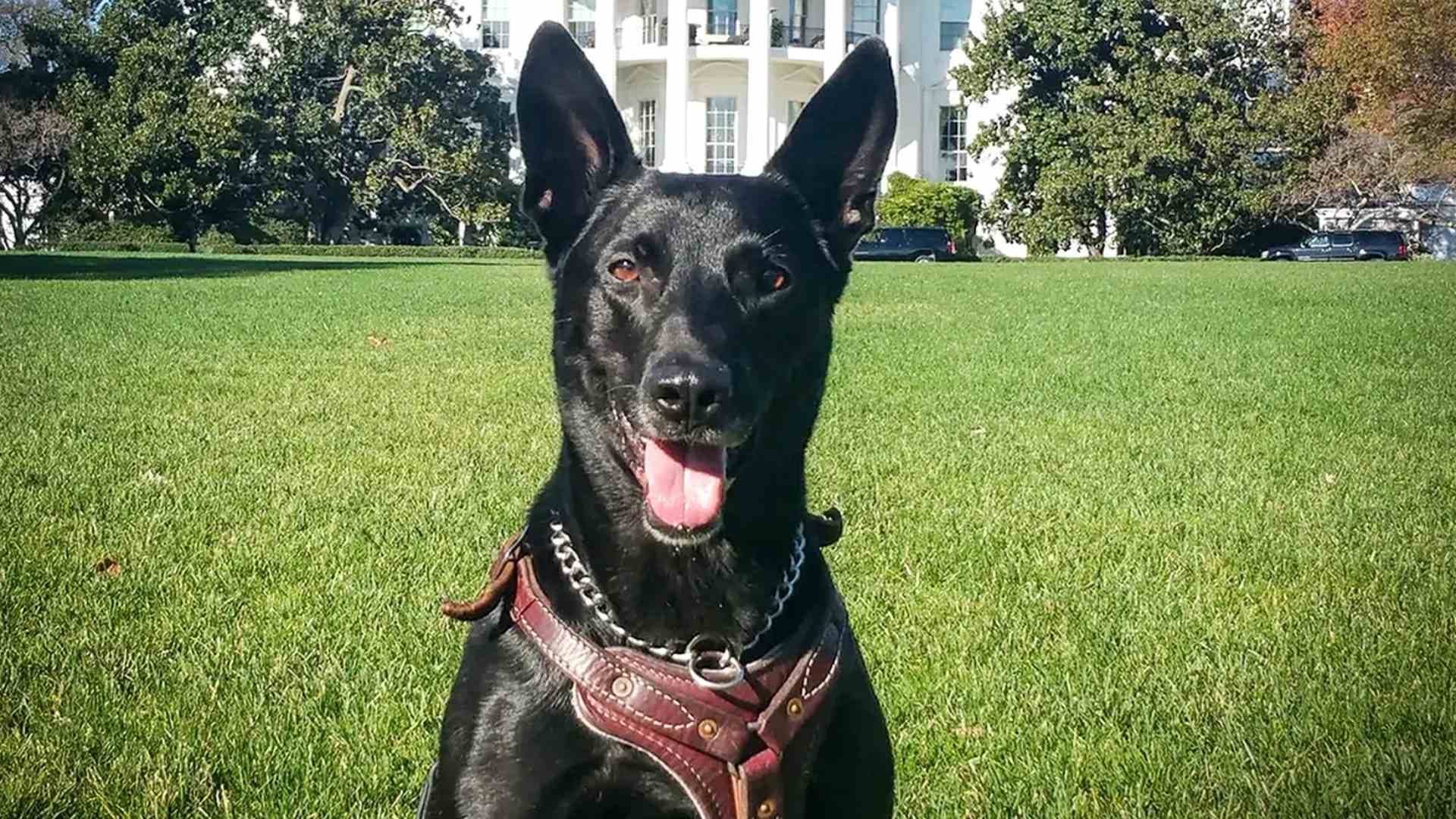 Adiós a un Héroe: Muere Hurricane, El Perro que Salvó a Barack Obama