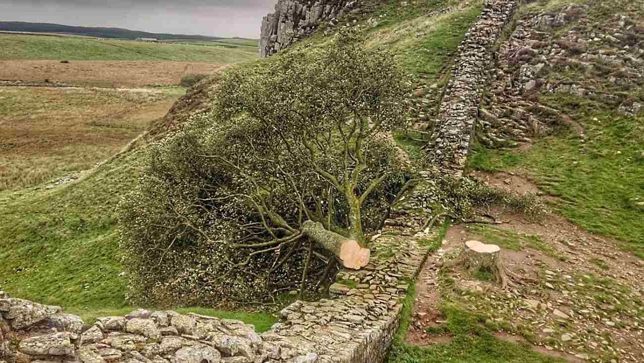 Adolescente Tala ‘Árbol de Robin Hood’ de 300 Años, Famoso por Película de Kevin Costner