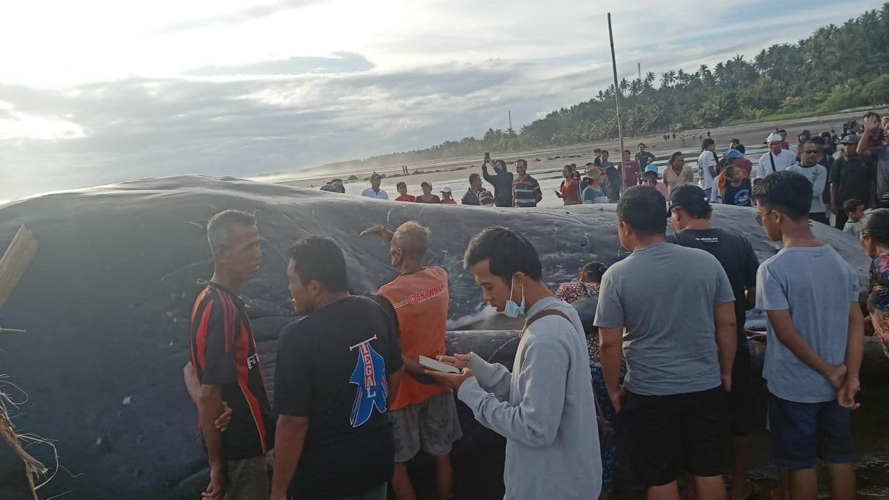 Hallan Tercer Ballena Muerta en Bali en 8 Días