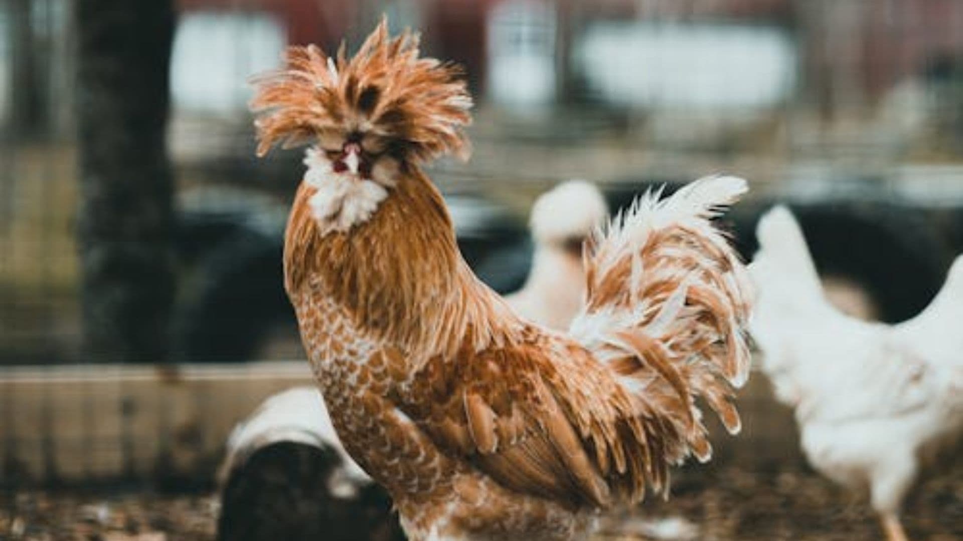 Un Paciente de Missouri, en EUA, da Positivo a Gripe Aviar Sin Contacto con Animales