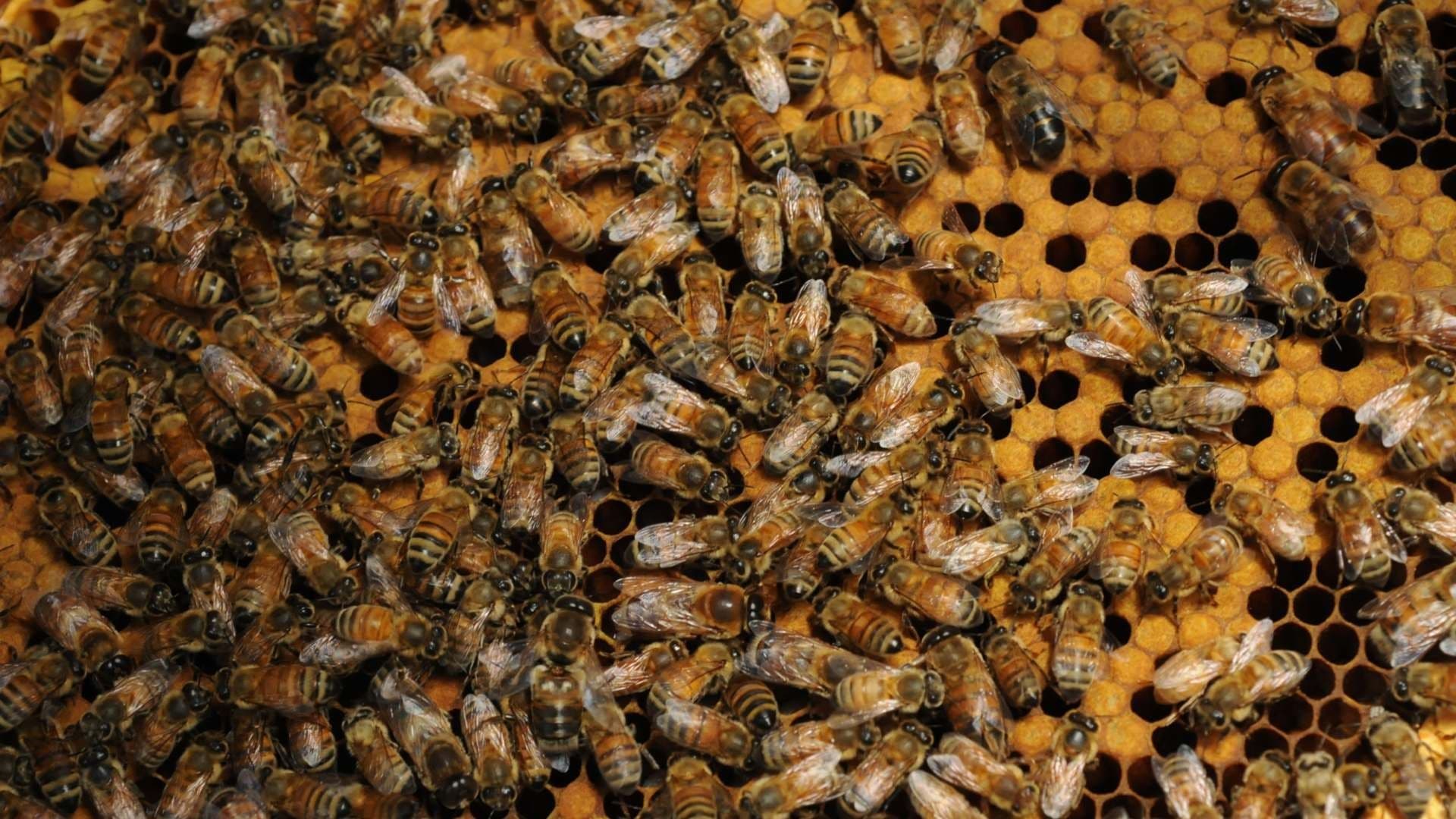 Ataque de Abejas Africanas deja Varios Heridos en Instalaciones del América de Cali