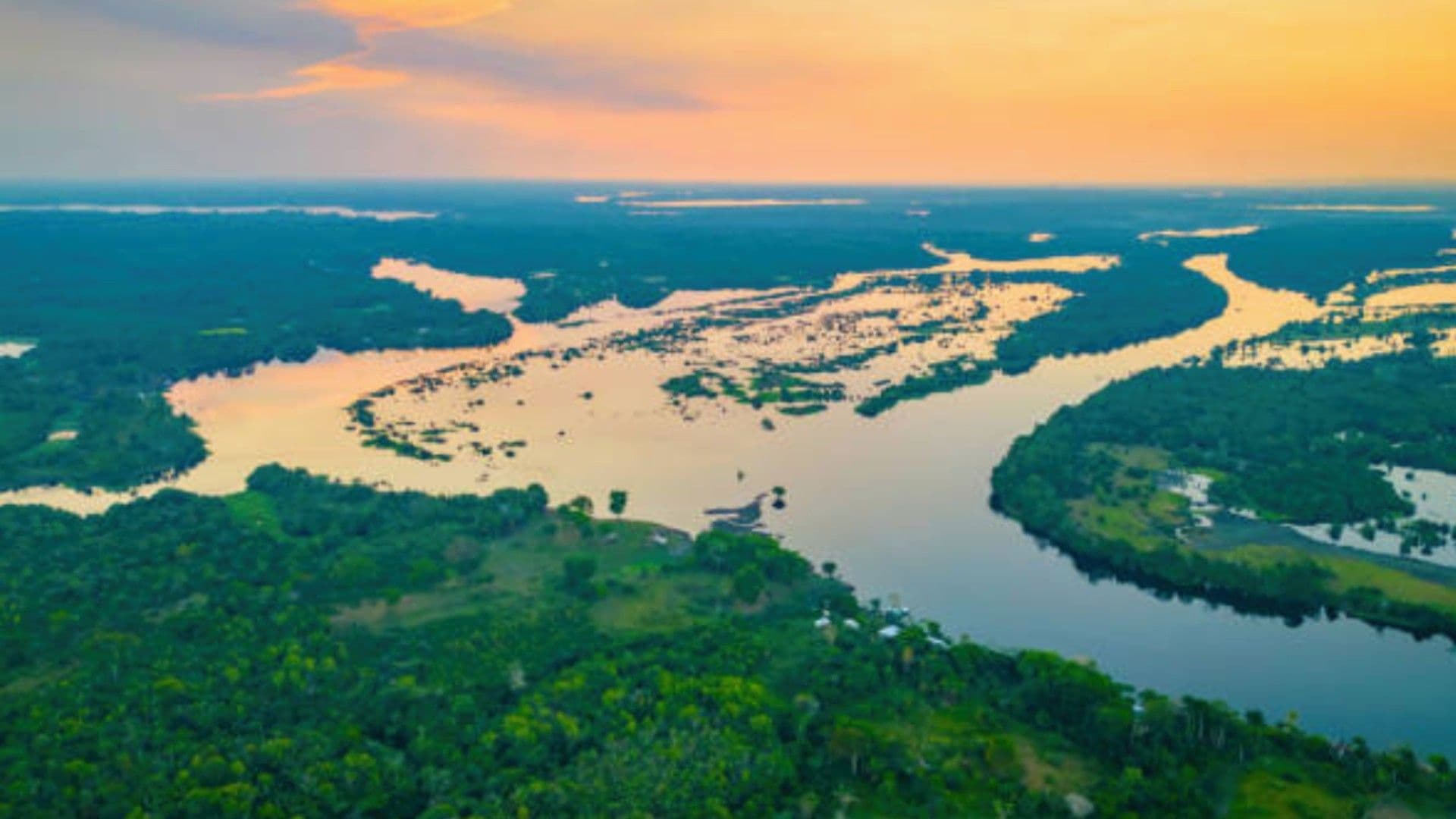 ¡Peligro! La Mitad de la Amazonía Desaparecería en 2050; Así Alteraría el Clima Mundial