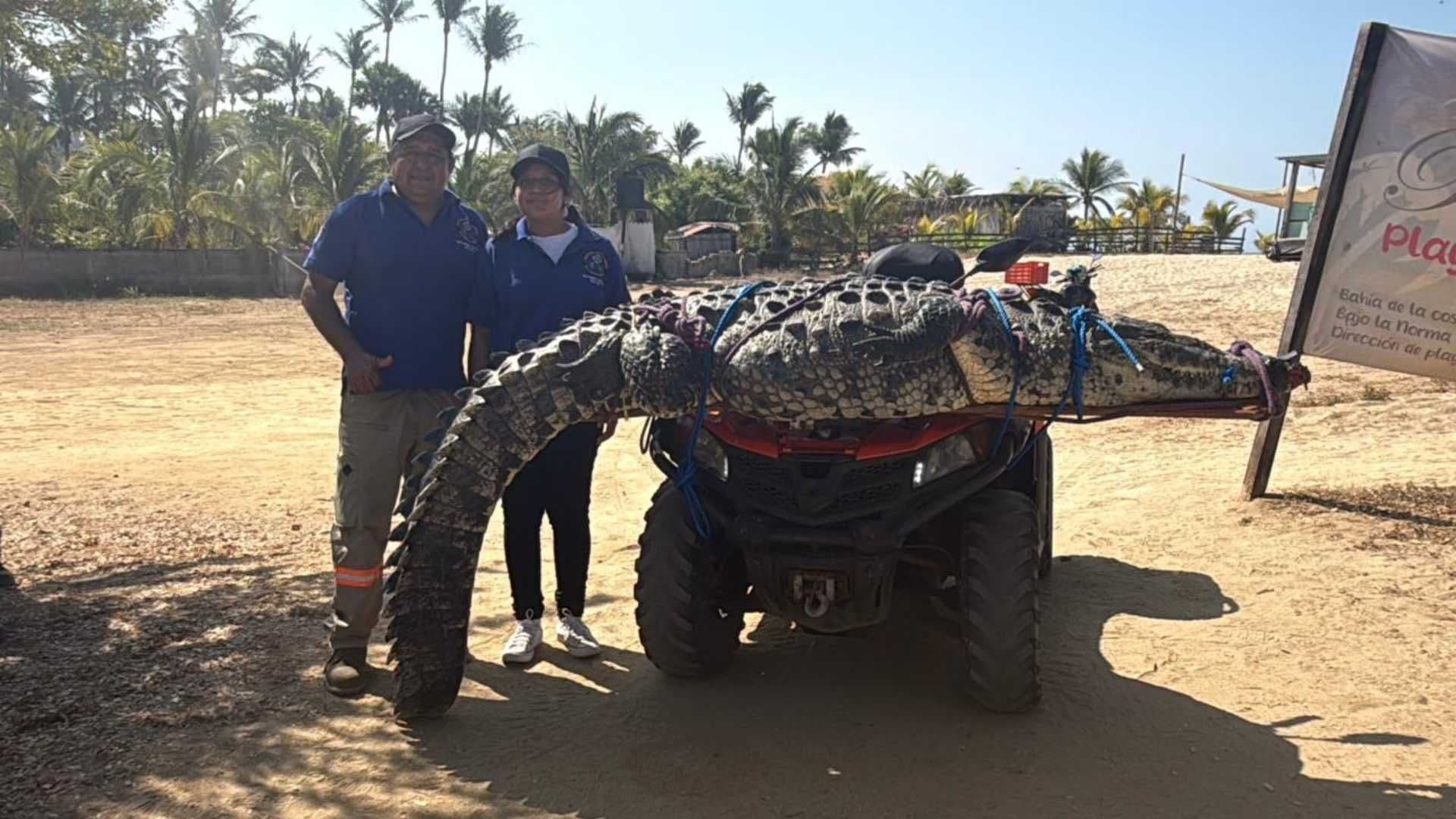 Capturan Cocodrilo de Más de 3 Metros en Playa de Puerto Escondido: ¿Qué Pasará con el Animal?