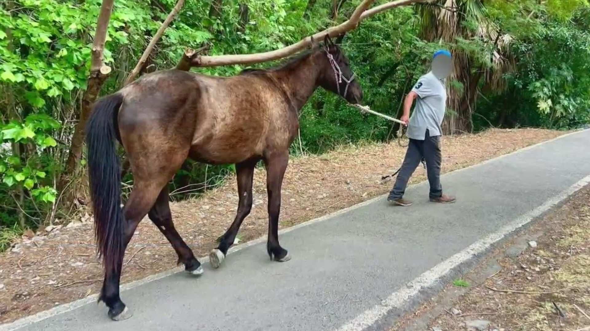 Rescata PC a Caballo que Cruzaba entre los Carros en Colonia Lagos del Bosque en Monterrey