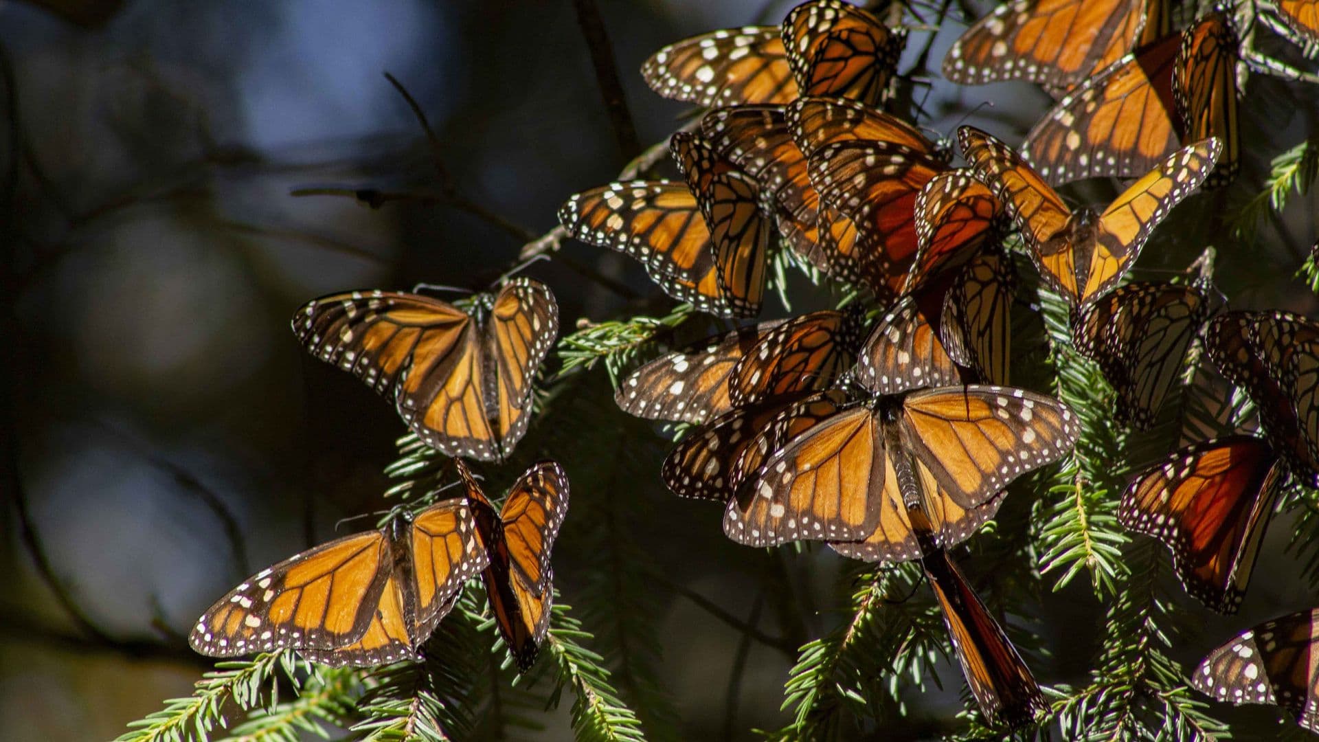 Mariposas Monarca Llegan a Santuarios, en Michoacán