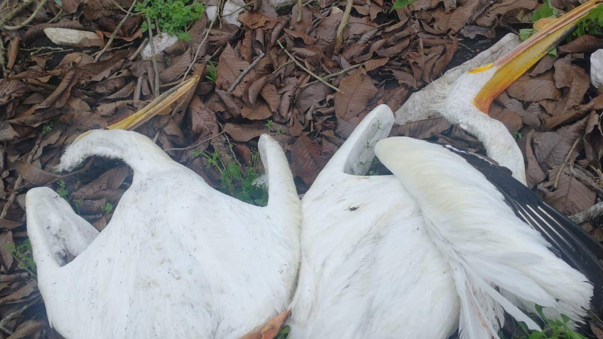 Encuentran Seis Pelícanos Muertos en Parcela en Atoyac, Veracruz
