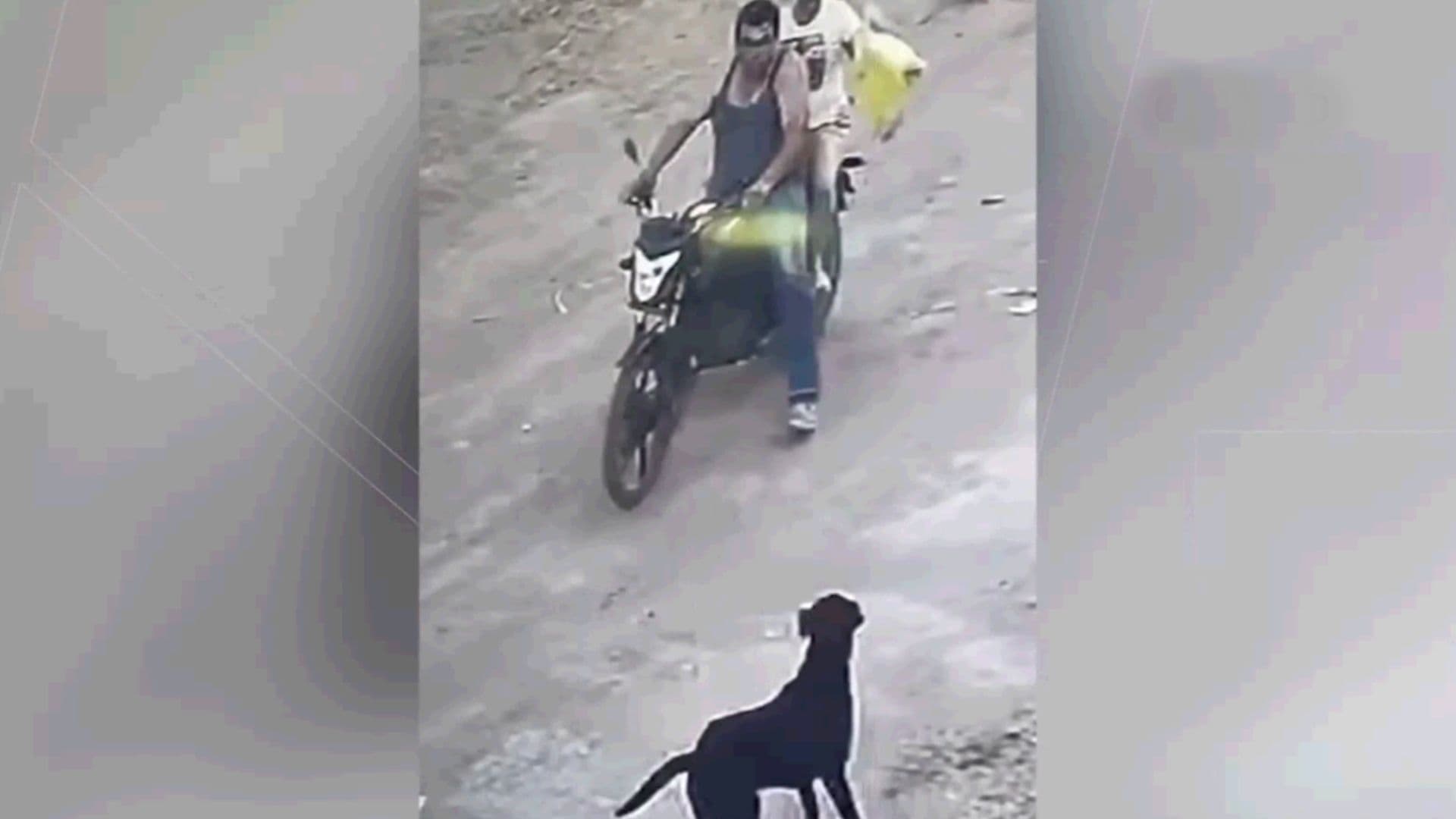 Hombre a Bordo de una Motocicleta Dispara a 2 Perros en El Salto, Jalisco