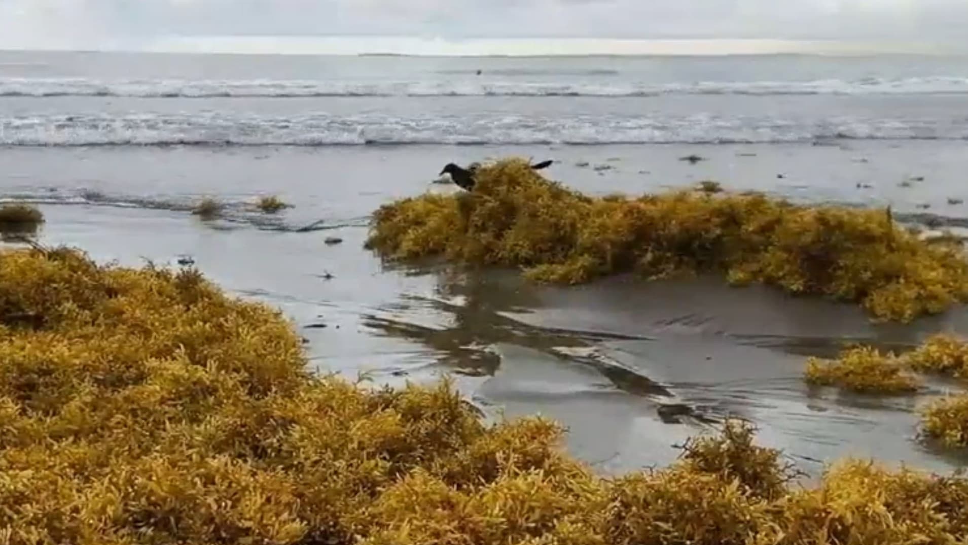 Sargazo Afecta a Prestadores de Servicios en Boca del Río, Veracruz