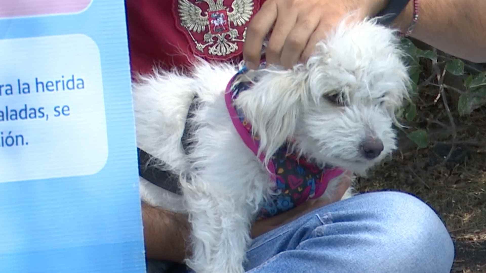 Detectan Primer Caso de Gusano Barrenador en un Perro en El Marqués, Querétaro