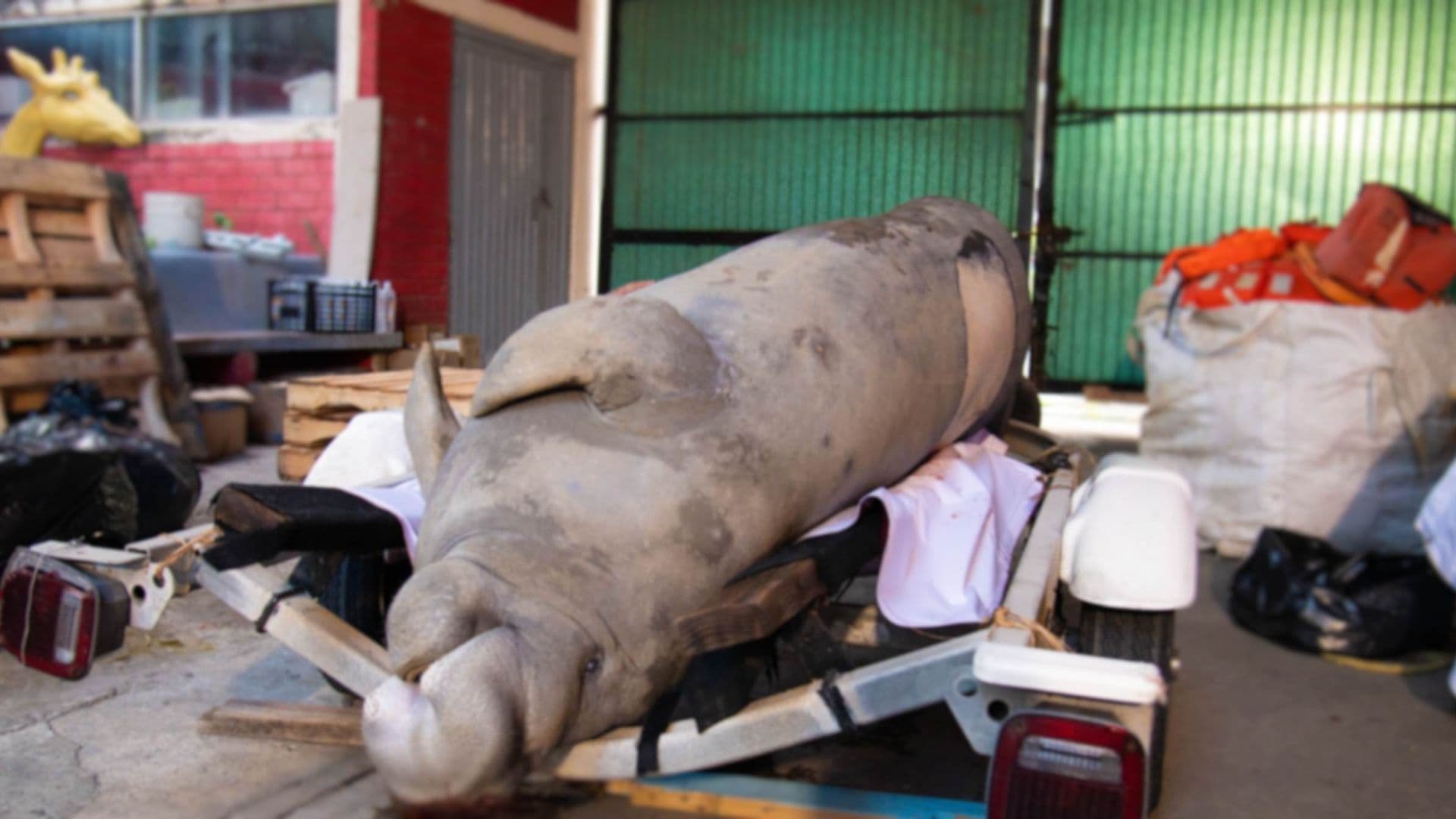 Revelan Causa de Muerte de Manatí Hallado en el Río Coatzacoalcos