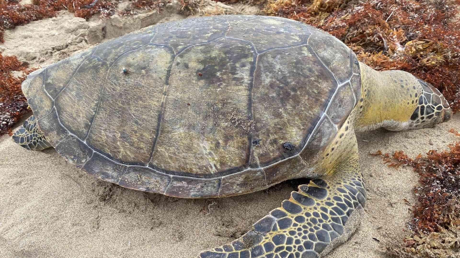 Aparece Tortuga Lora Muerta en Agua Dulce, Veracruz