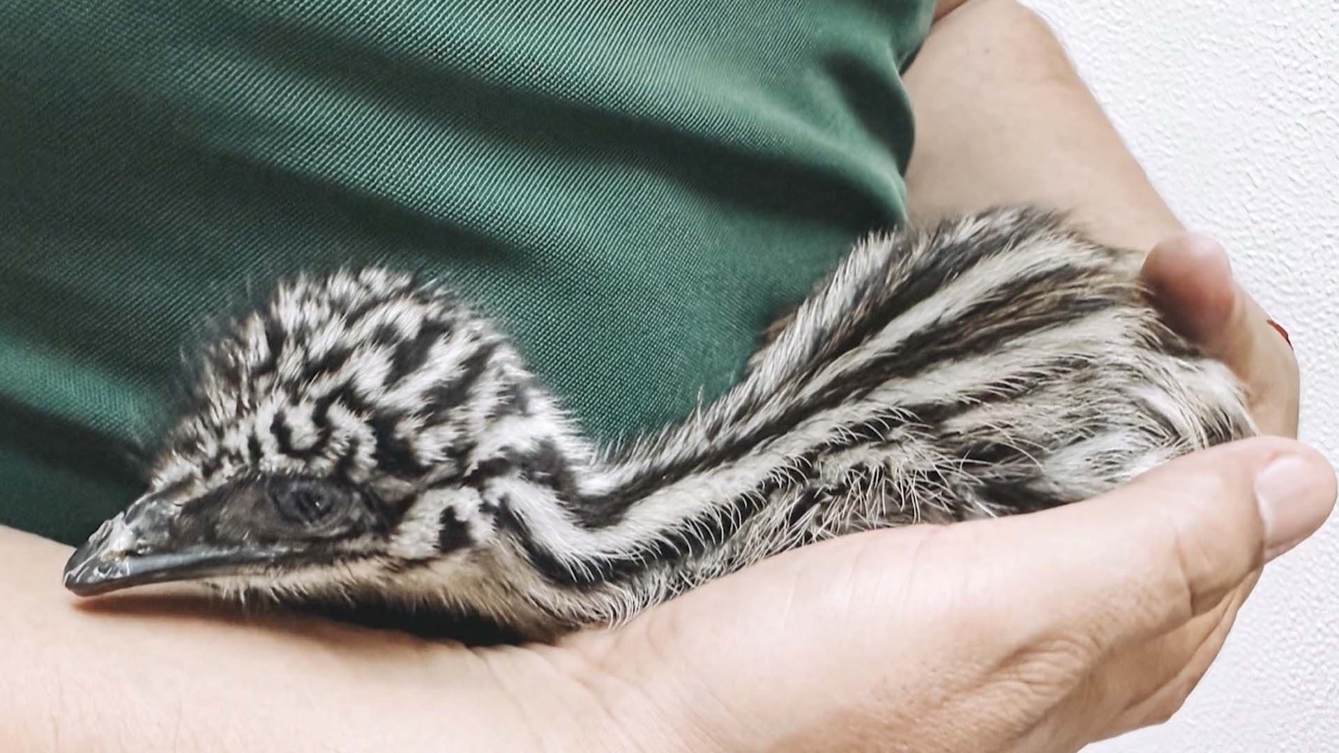 Nacen Dos Emús en el Zoológico Tamatán de Ciudad Victoria por Incubación Artificial