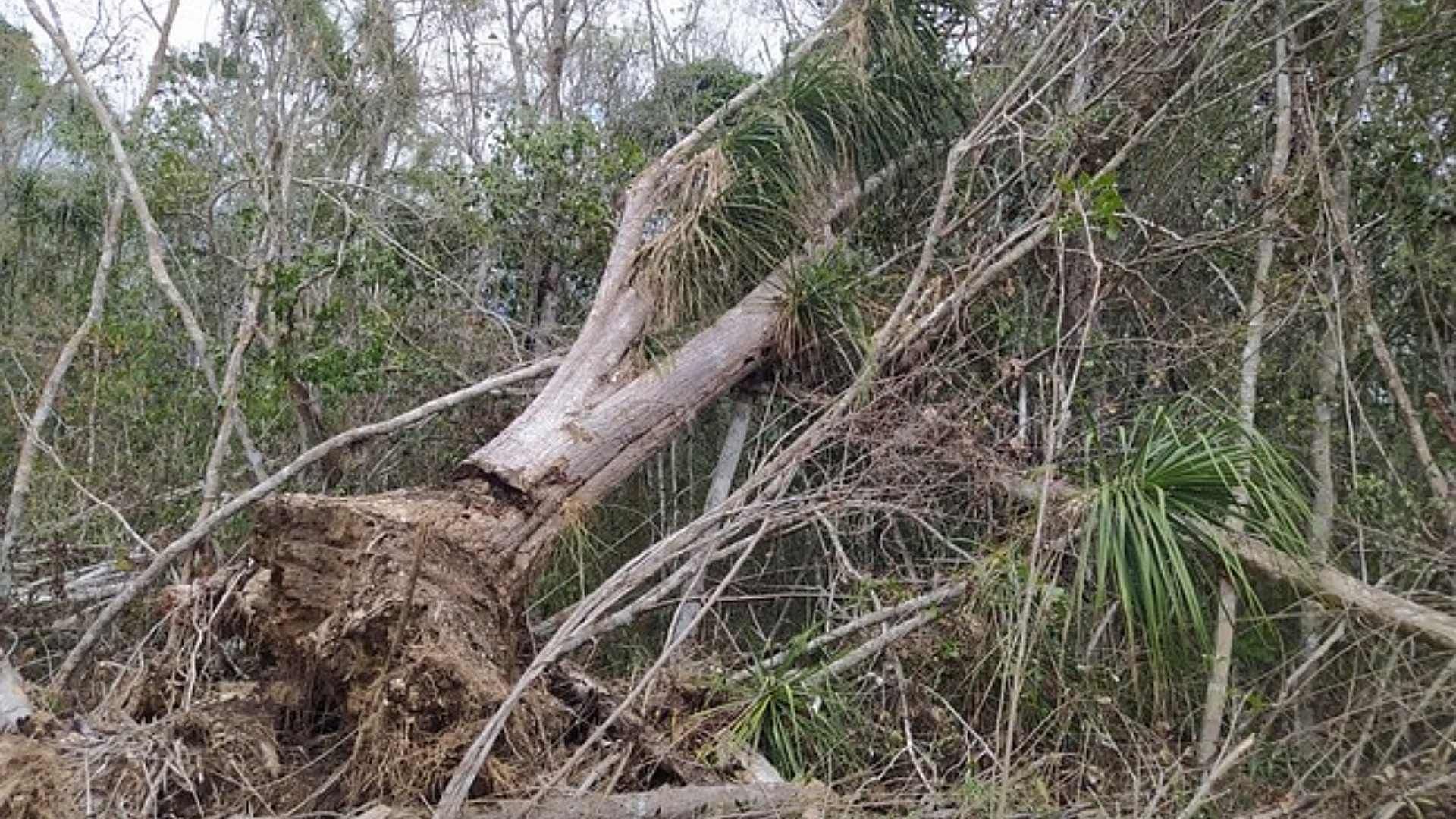 Clausuran Zona en Calakmul: Profepa Detecta Grave Afectación al Equilibrio Ecológico