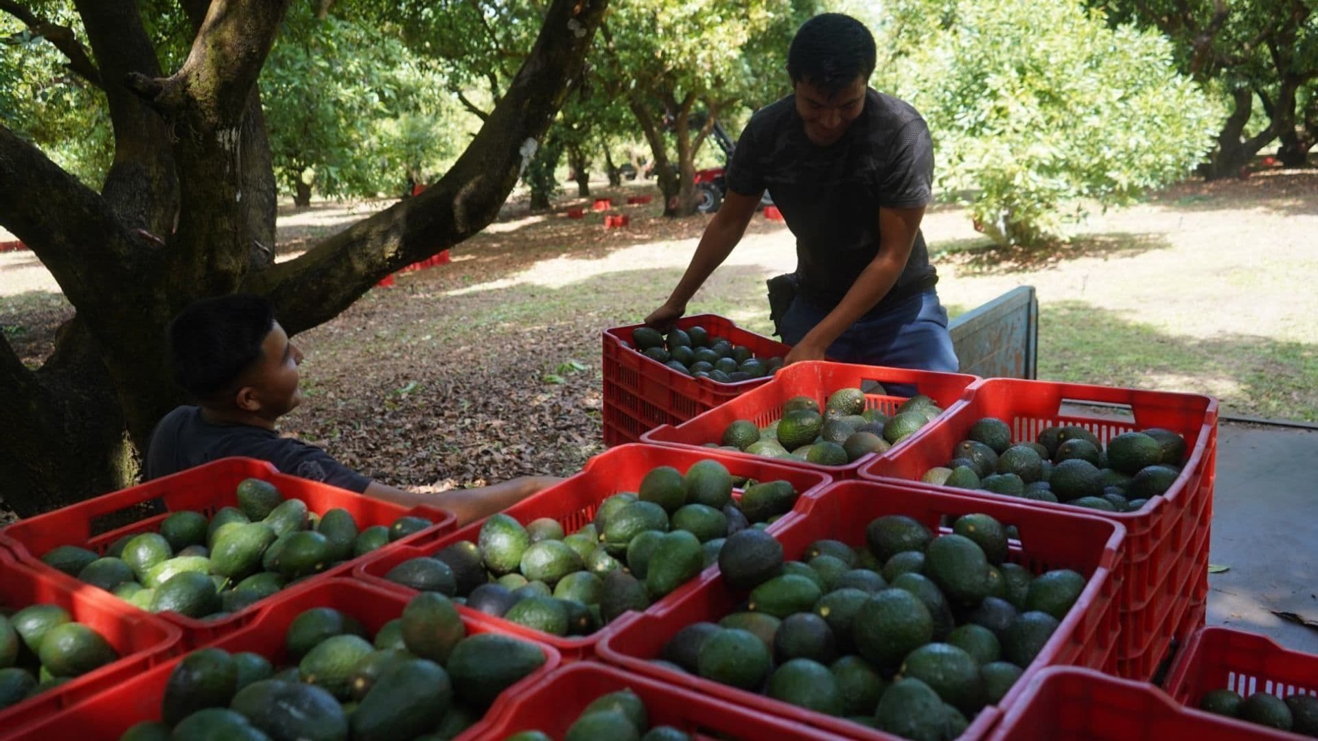 Sheinbaum Explica Por Qué se Pausó Exportación de Aguacate e Informa el Acuerdo con EUA