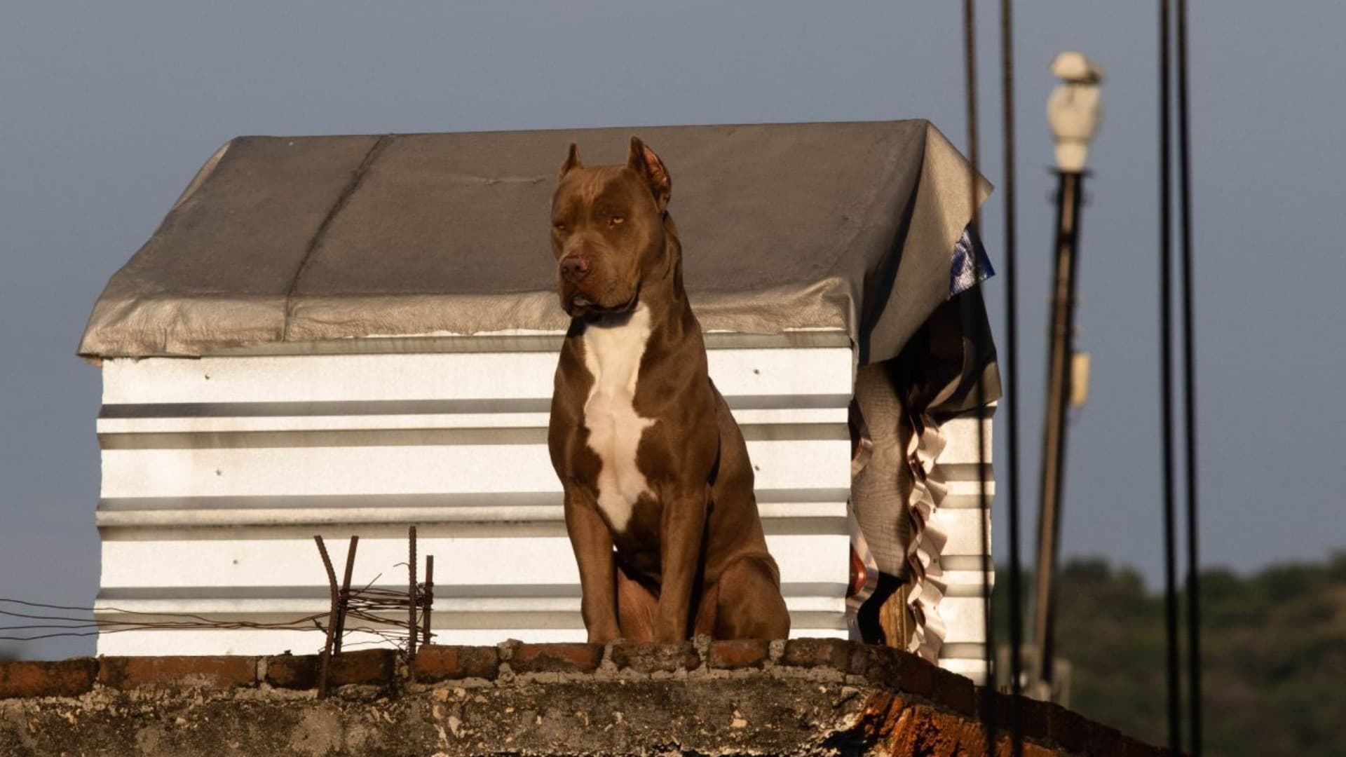 Propietarios Deberán Contar con Licencia para Tener Animales de Compañía ‘Peligrosos’ en Tecate