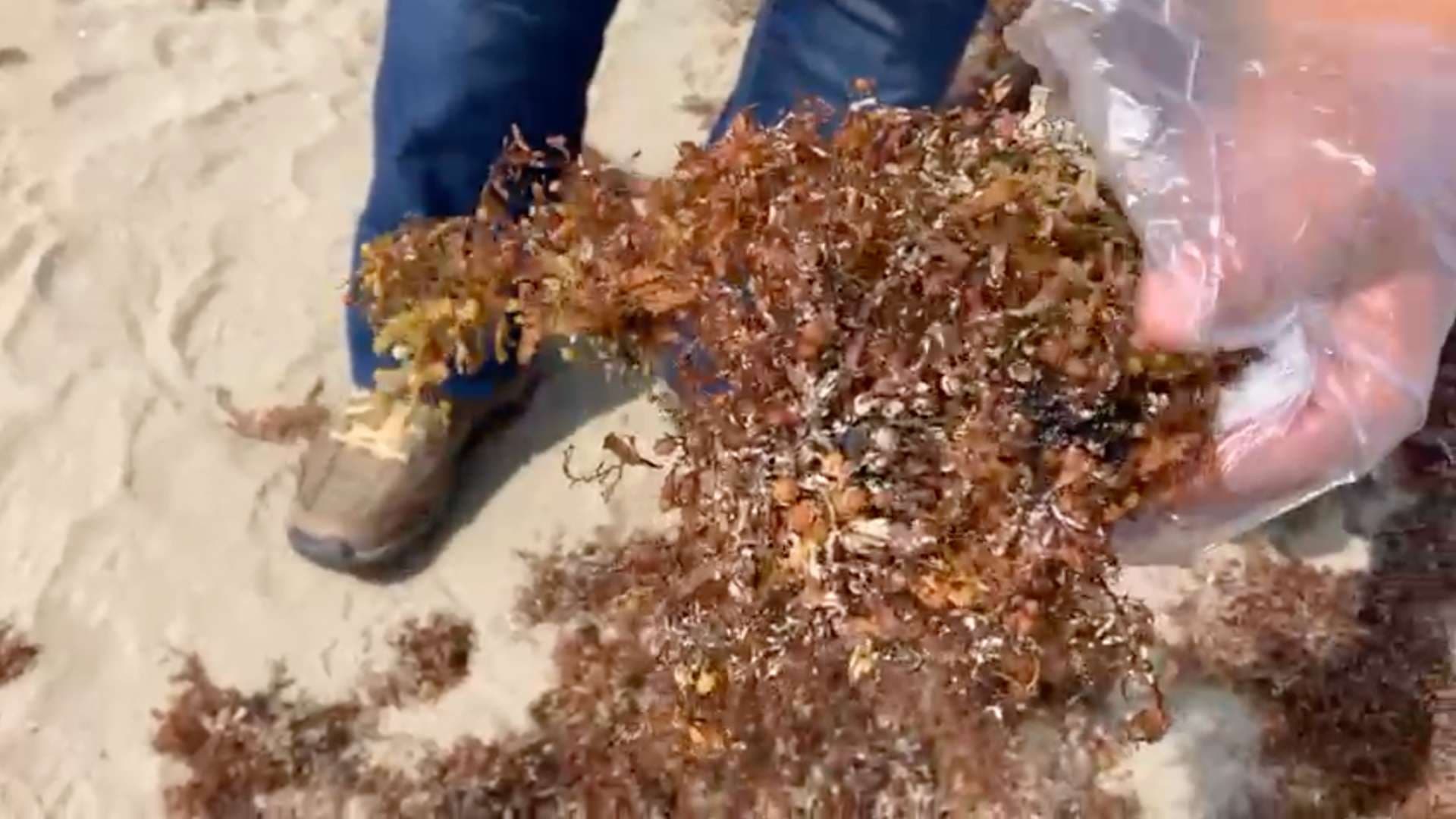 Recala Sargazo e Hidrocarburo en Playa de Coatzacoalcos, Veracruz