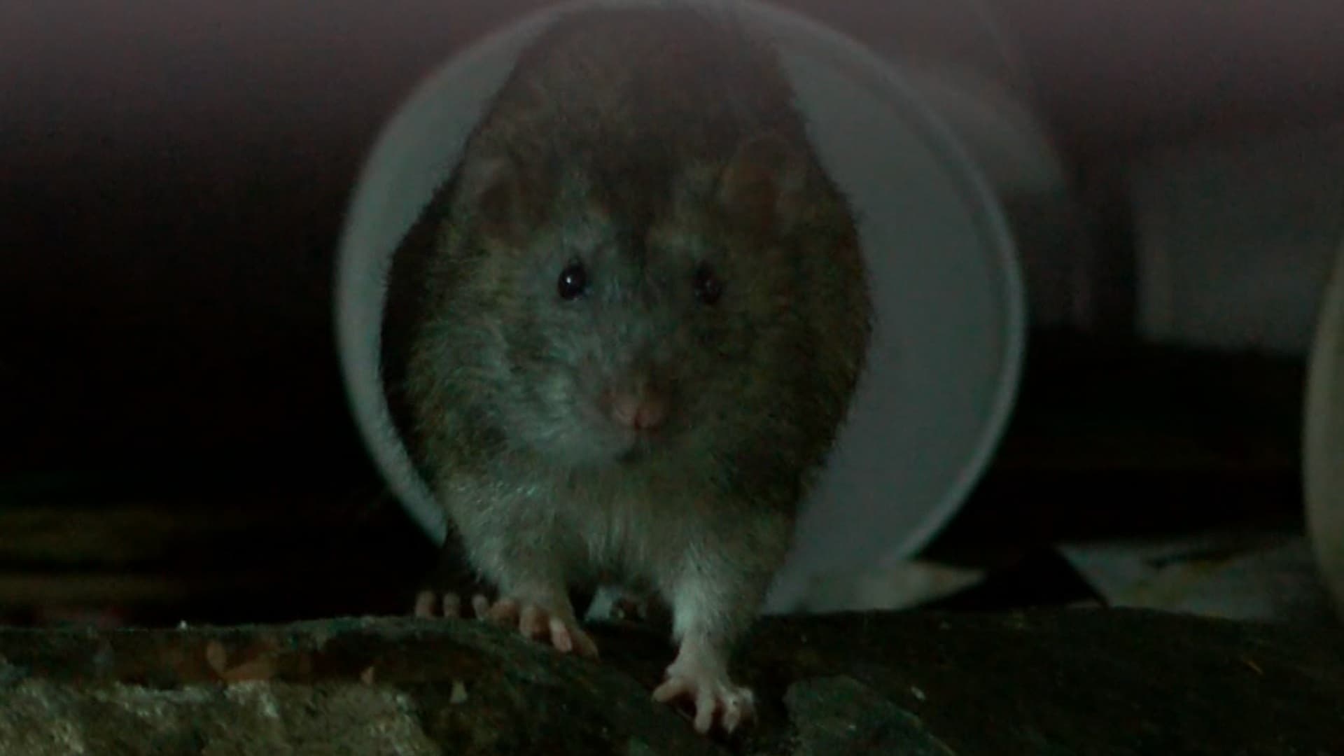 Años de abandono mantienen plaga de ratas en zona centro de Guadalajara