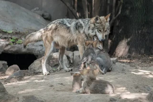 Lobo mexicano