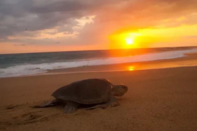 Tortuga
