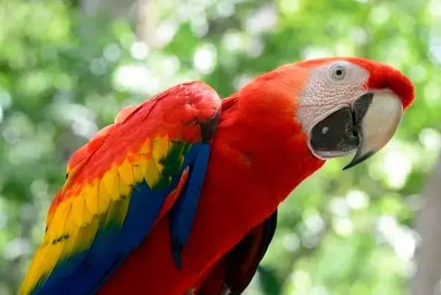 Guacamayo rojo