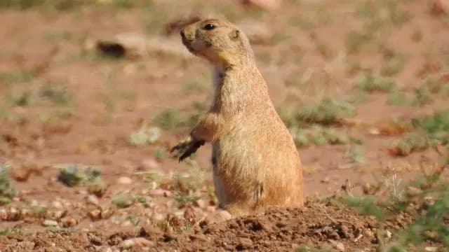 Perrito llanero