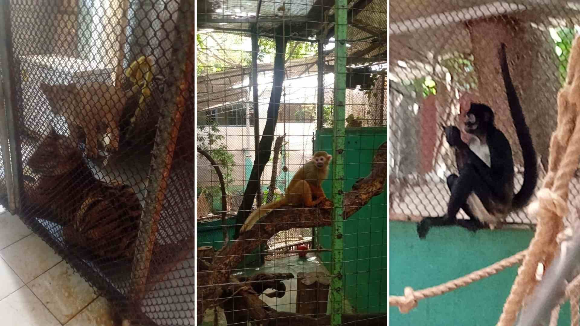 Aseguran Establecimiento con Fauna Exótica en Playa del Carmen, Quintana Roo; Hay 5 Detenidos