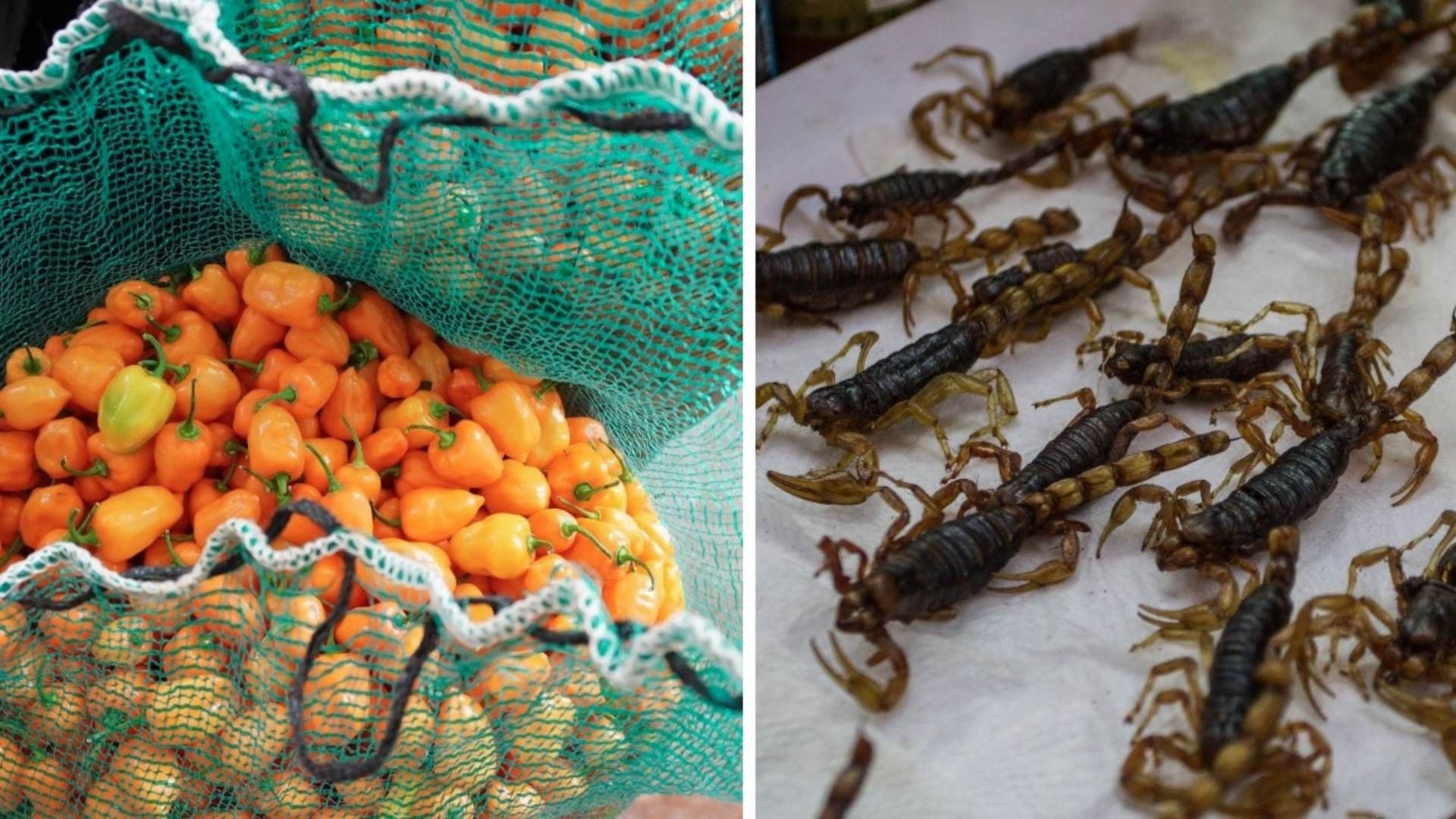 Crean con Veneno de Alacrán y Chile Habanero Antibióticos Patentados por la UNAM, ¿Qué Curan?