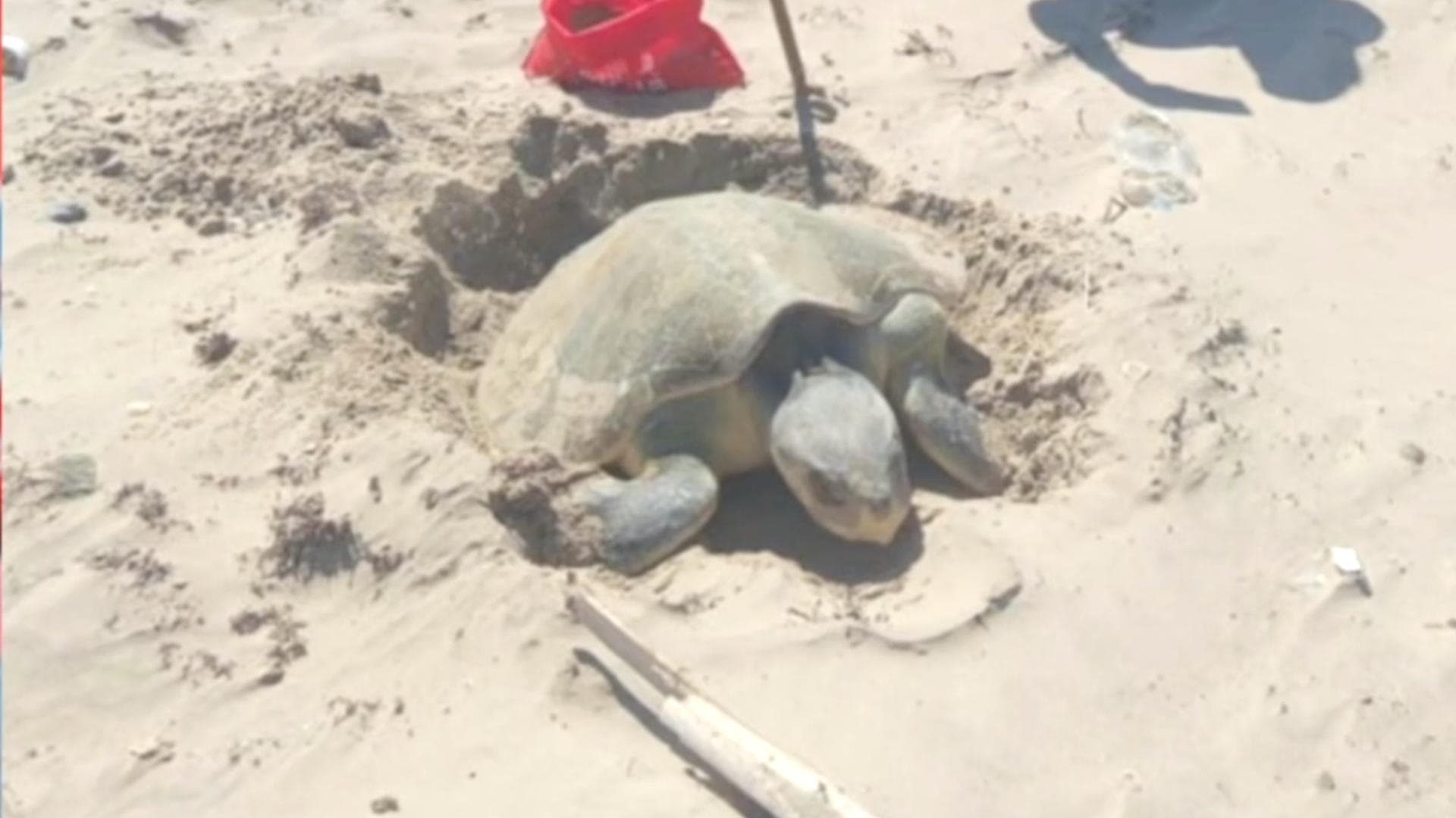 Registran Histórica Anidación de Tortuga Lora en Playa Bagdad