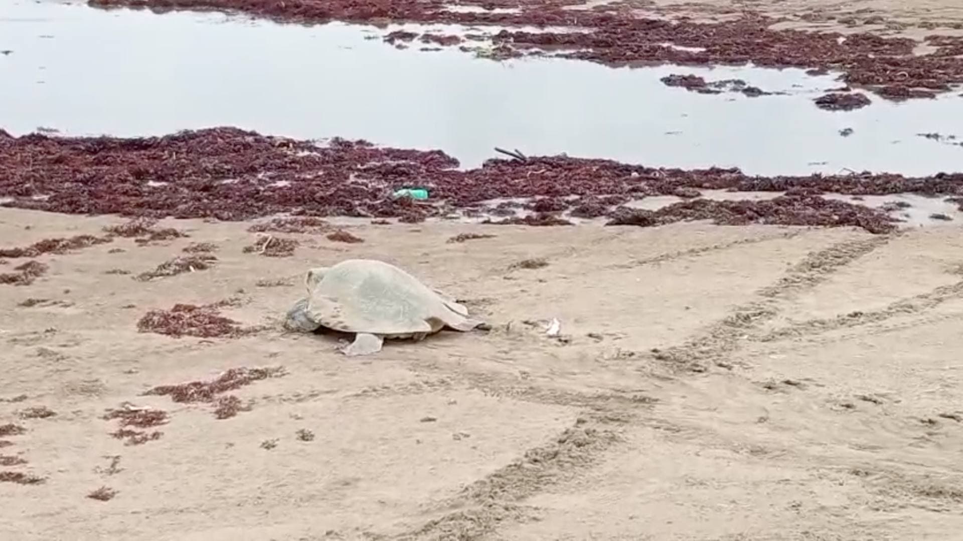 Denuncian Exhumaciones Ilegales de Nidos de Tortugas en Playas del Sur de Veracruz Tráfico de Huevos
