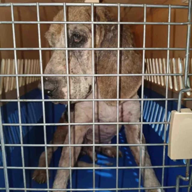 Rayito Perrito Muere por una Crisis Durante Quema de Pirotecnia