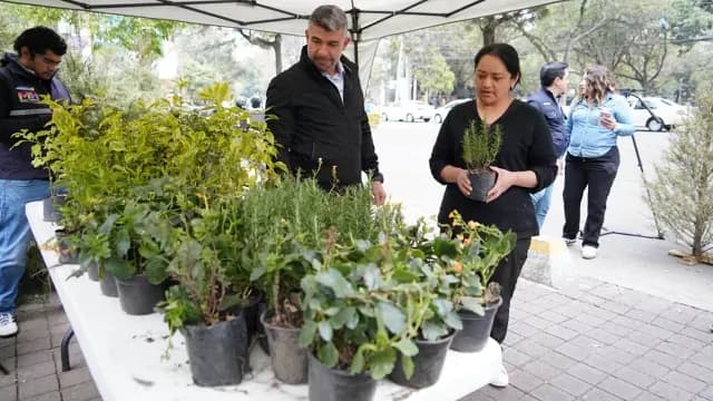 Canje de árboles por plantas en alcaldías de Ciudad de México. Foto: Alcaldía Miguel Hidalgo