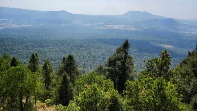 Bosque de Agua