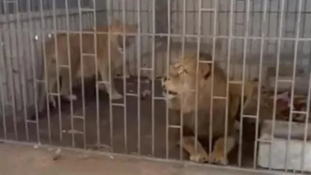 Dos leones fueron rescatados durante cateo en Puebla. Foto: Redes Sociales