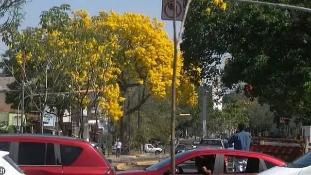 Flores adornan Guadalajara. Foto: N+