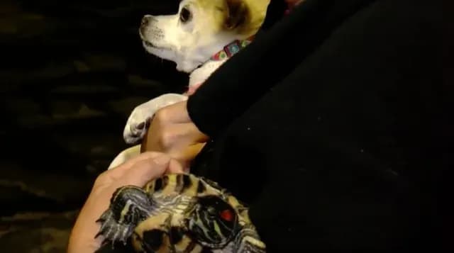 Familia se salva gracias al ladrido de sus perros. Foto: N+
