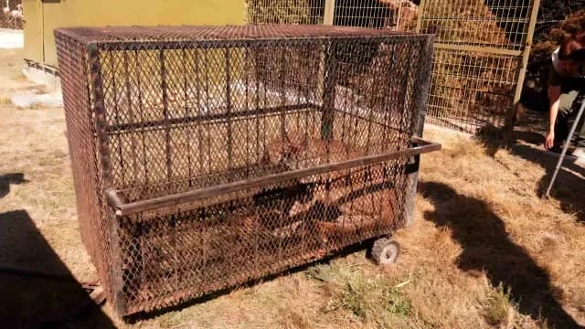 “Jorge” fue trasladado en jaula hasta el recinto donde recibirá la atención necesaria. Foto: Profepa