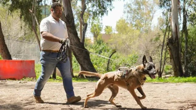 Entrenamiento Unidad Canina K9 Tijuana