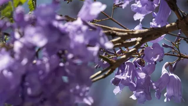 En primavera, las jacarandas producen racimos de flores de un atractivo tono azul-violeta