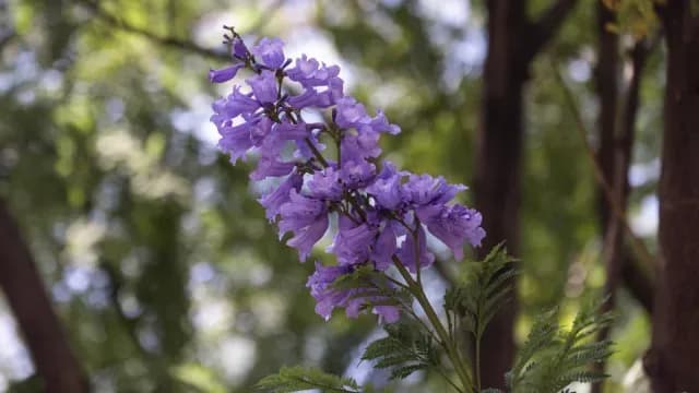 Las flores de las jacarandas se caracterizan por tener forma de campana. Foto: Alexa Herrera, N+