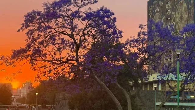 Jacaranda frente a la Biblioteca Central en Ciudad Universitaria. Foto: X @UNAM_MX