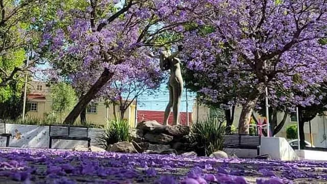 "Tapetes morados" en varios puntos de la CDMX. Foto: @SECTUR_mx