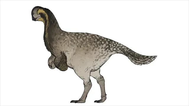 Oksoko avarsan, dinosaurio terópodo