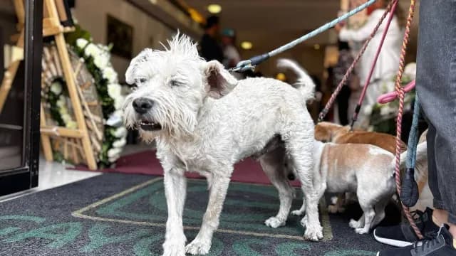 Perritos de Berenice Giles. Foto: N+