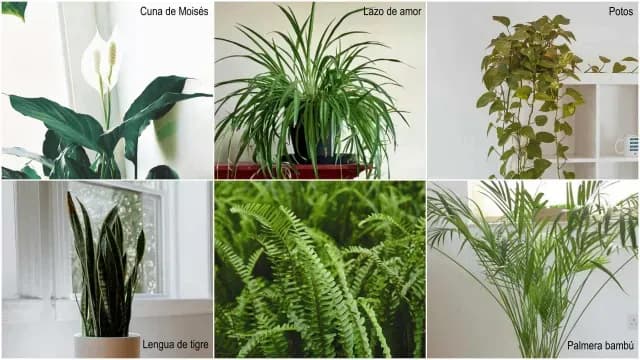 Distintas plantas que regulan la temperatura. Fotos: Unsplash
