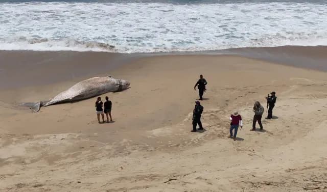 Ballena jorobada muerta en Guerrero