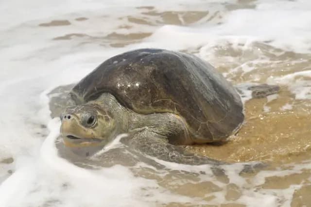 Tortuga marina fotografiada en Michoacán