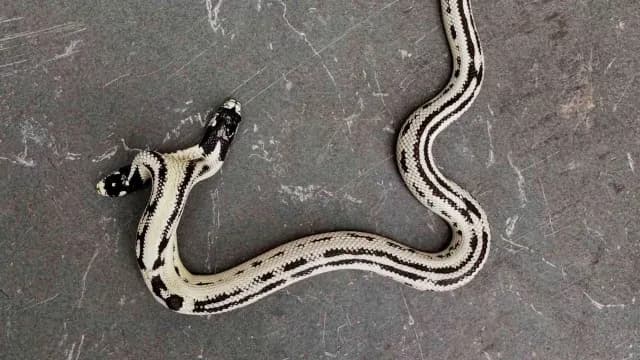 serpiente de dos cabezas