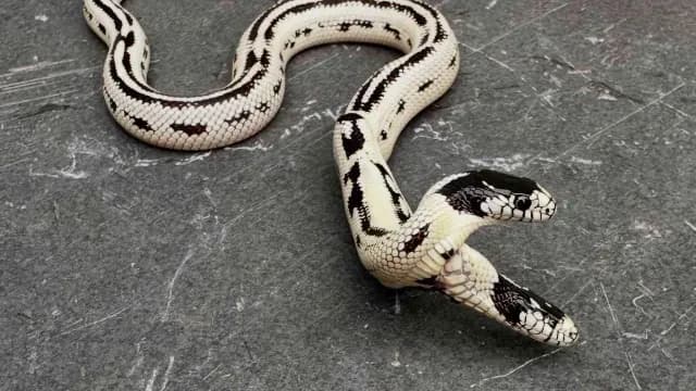 Serpiente real de dos cabezas